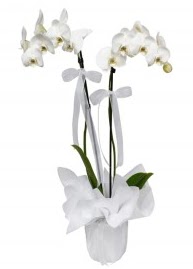 2 dall beyaz orkide  Tokat iekiler 