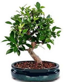 5 yanda japon aac bonsai bitkisi  Tokat iek , ieki telefonlar , iekilik 