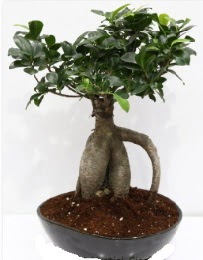 5 yanda japon aac bonsai bitkisi  Tokat online ieki firmas