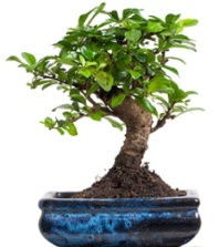 5 yanda japon aac bonsai bitkisi  Tokat hediye sevgilime hediye iek 