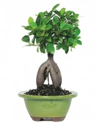 5 yanda japon aac bonsai bitkisi  Tokat online iek yolla 
