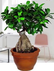 5 yanda japon aac bonsai bitkisi  Tokat iek gnderme sitemiz gvenlidir 