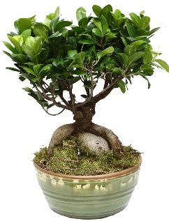 Japon aac bonsai saks bitkisi  Tokat cicek , cicekci 