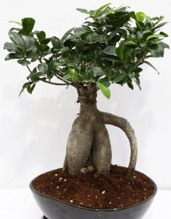Japon aac bonsai saks bitkisi  Tokat uluslararas iek gnderme 
