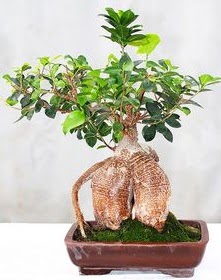 Japon aac bonsai saks bitkisi  Tokat iek servisi , ieki adresleri 