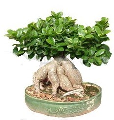 Japon aac bonsai saks bitkisi  Tokat 14 ubat sevgililer gn iek 