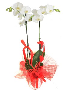 2 dall beyaz orkide bitkisi  Tokat ieki telefonlar 