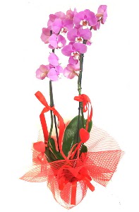 2 dall mor orkide bitkisi  Tokat hediye sevgilime hediye iek 