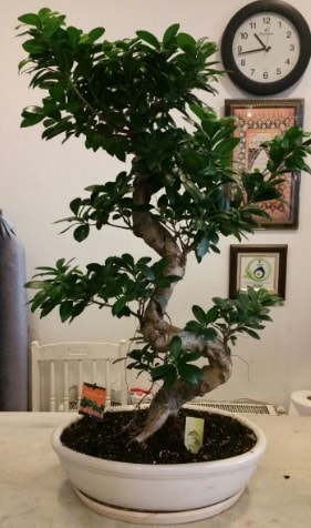 100 cm yksekliinde dev bonsai japon aac  Tokat cicek , cicekci 