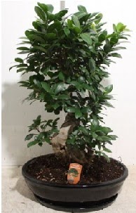 75 CM Ginseng bonsai Japon aac  Tokat iek maazas , ieki adresleri 