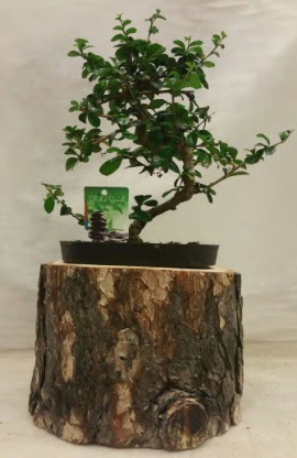 Doal ktk iinde bonsai japon aac  Tokat cicek , cicekci 