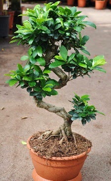 Orta boy bonsai saks bitkisi  Tokat iek yolla , iek gnder , ieki  