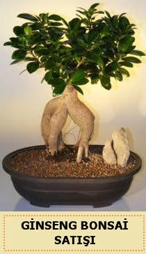thal Ginseng bonsai sat japon aac  Tokat gvenli kaliteli hzl iek 