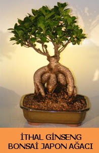 thal japon aac ginseng bonsai sat  Tokat cicek , cicekci 