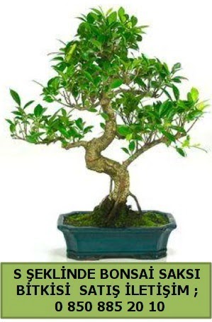 thal S eklinde dal erilii bonsai sat  Tokat 14 ubat sevgililer gn iek 