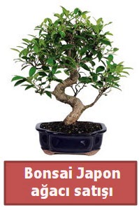 Japon aac bonsai sat  Tokat gvenli kaliteli hzl iek 