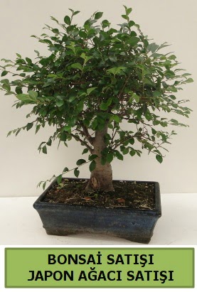 Minyatr bonsai japon aac sat  Tokat cicekciler , cicek siparisi 