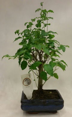 Minyatr bonsai japon aac sat  Tokat anneler gn iek yolla 