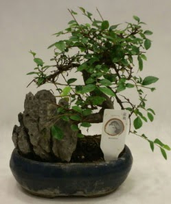 thal 1.ci kalite bonsai japon aac  Tokat hediye sevgilime hediye iek 