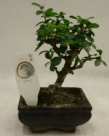 Kk minyatr bonsai japon aac  Tokat 14 ubat sevgililer gn iek 