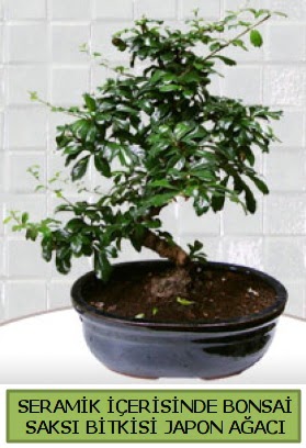 Seramik vazoda bonsai japon aac bitkisi  Tokat gvenli kaliteli hzl iek 