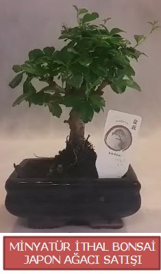 Kk grsel bonsai japon aac bitkisi  Tokat iek online iek siparii 