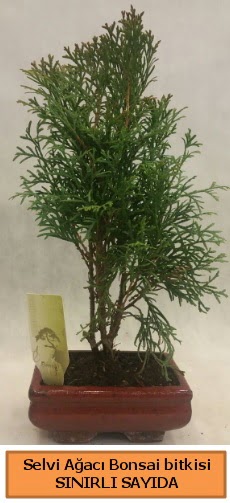 Selvi aac bonsai japon aac bitkisi  Tokat hediye sevgilime hediye iek 