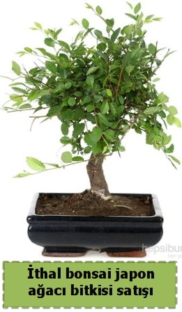 thal bonsai saks iei Japon aac sat  Tokat cicek , cicekci 