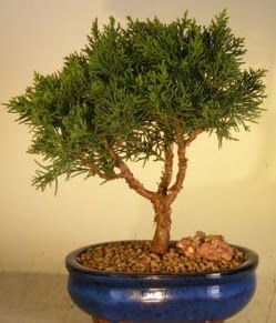 Servi am bonsai japon aac bitkisi  Tokat uluslararas iek gnderme 