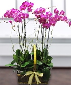 7 dall mor lila orkide  Tokat cicekciler , cicek siparisi 