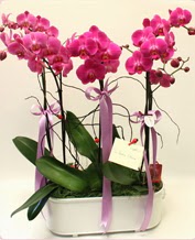 Beyaz seramik ierisinde 4 dall orkide  Tokat iek servisi , ieki adresleri 