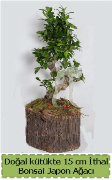 Doal ktkte thal bonsai japon aac  Tokat 14 ubat sevgililer gn iek 