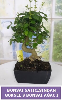 S dal erilii bonsai japon aac  Tokat hediye sevgilime hediye iek 