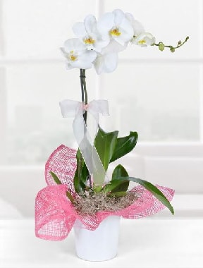 Tek dall beyaz orkide seramik saksda  Tokat 14 ubat sevgililer gn iek 
