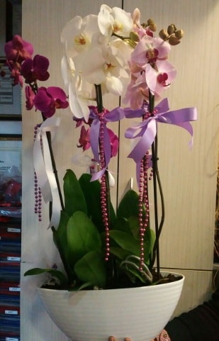 Mor ve beyaz ve pembe 6 dall orkide  Tokat iek servisi , ieki adresleri 