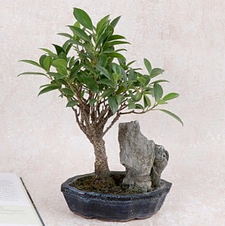 Japon aac Evergreen Ficus Bonsai  Tokat cicekciler , cicek siparisi 