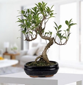 Gorgeous Ficus S shaped japon bonsai  Tokat internetten iek siparii 
