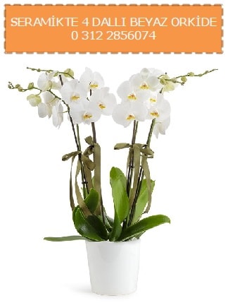 Seramikte 4 dall beyaz orkide  Tokat online ieki , iek siparii 