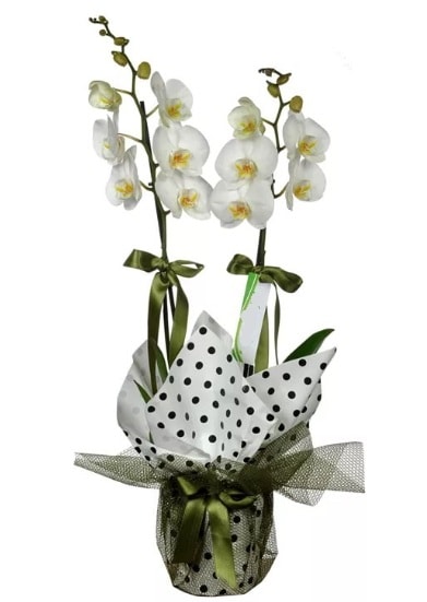 ift Dall Beyaz Orkide  Tokat iek sat 