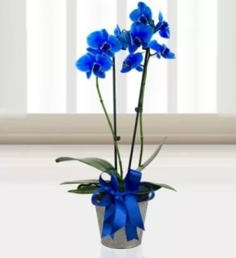 ift dall mavi orkide  Tokat hediye sevgilime hediye iek 