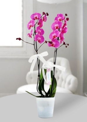 ift dall mor orkide  Tokat online ieki , iek siparii 
