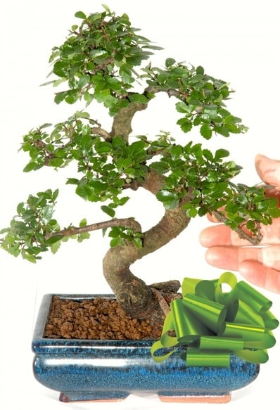 Yaklak 25 cm boyutlarnda S bonsai  Tokat gvenli kaliteli hzl iek 