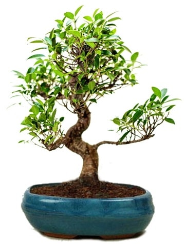 25 cm ile 30 cm aralnda Ficus S bonsai  Tokat cicekciler , cicek siparisi 