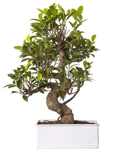 Exotic Green S Gvde 6 Year Ficus Bonsai  Tokat cicekciler , cicek siparisi 