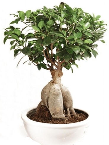 Ginseng bonsai japon aac ficus ginseng  Tokat cicek , cicekci 